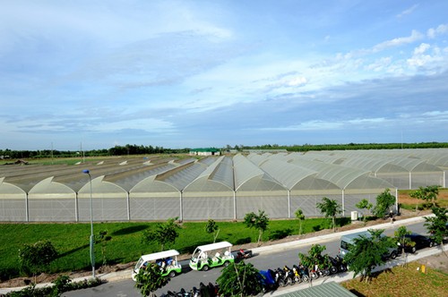 Gran desarrollo de la agricultura de alta tecnología en Ciudad Ho Chi Minh - ảnh 1